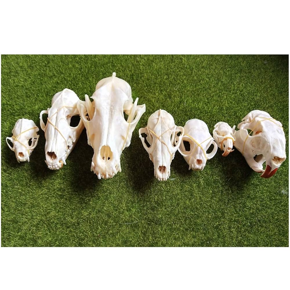 動物　頭骨 標本 81u51TKgSBL._UF350,350_QL50_.jpg